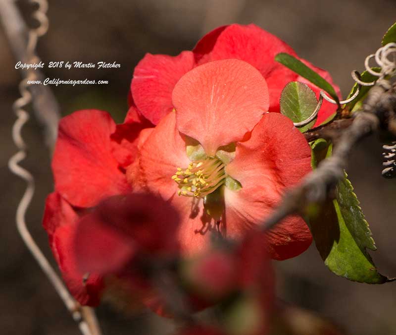 January Garden Calendar