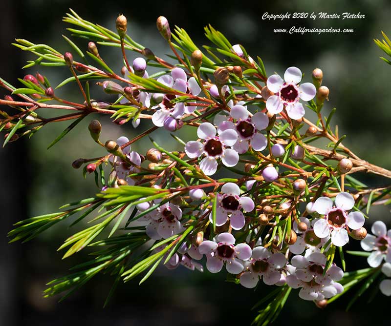 Chamelaucium My Sweet 16, Bicolored Waxflower