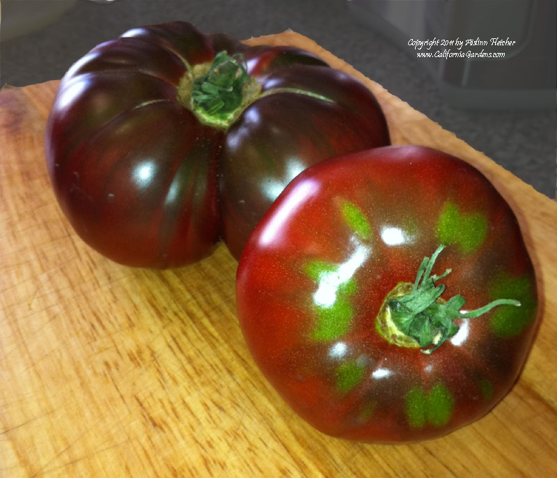 Cherokee Purple Tomato
