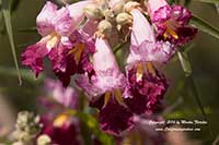 Purple Splendor Desert Willow, Chilopsis linearis Purple Splendor