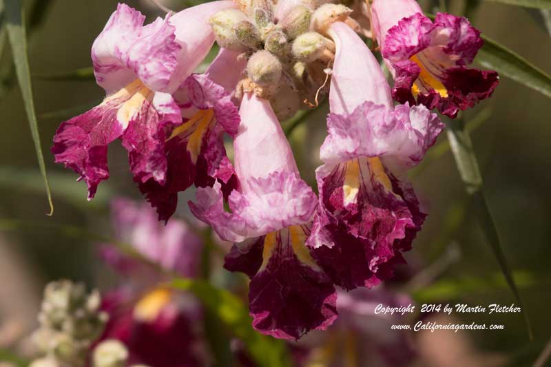 Chilopsis linearis Purple Splendor, Desert Willow