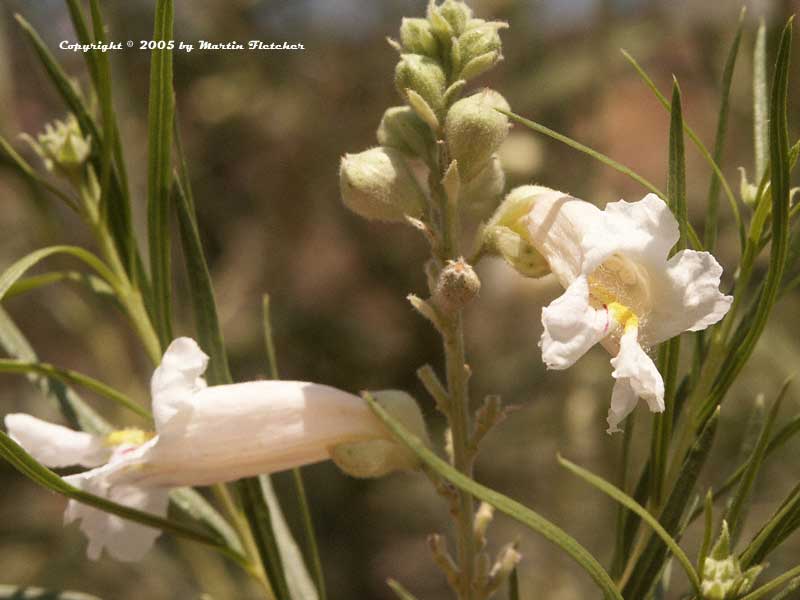 Chilopsis linearis, Desert Willow