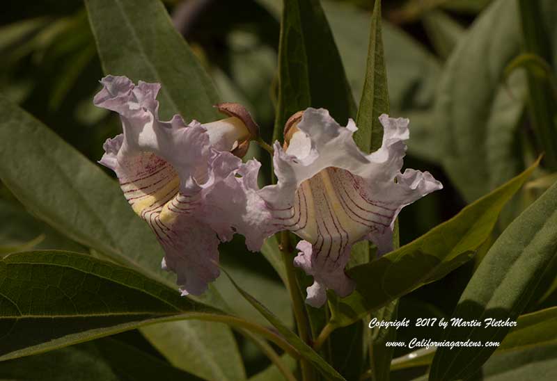 Chitalpa Pink Dawn Flowers