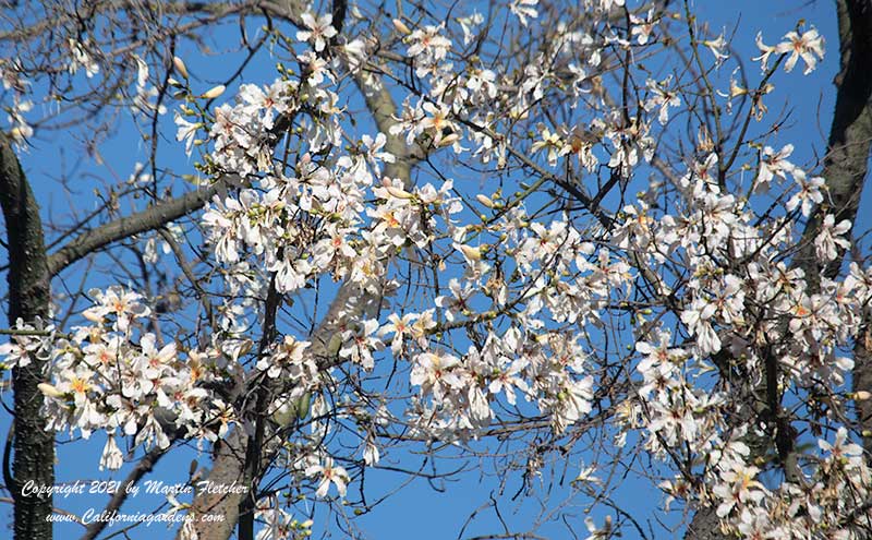 Ceiba insignis, Chorisia insignis, White Floss Silk Tree