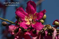 Ceiba speciosa, Floss Silk Tree