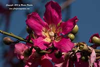 Chorisia speciosa, Floss Silk Tree