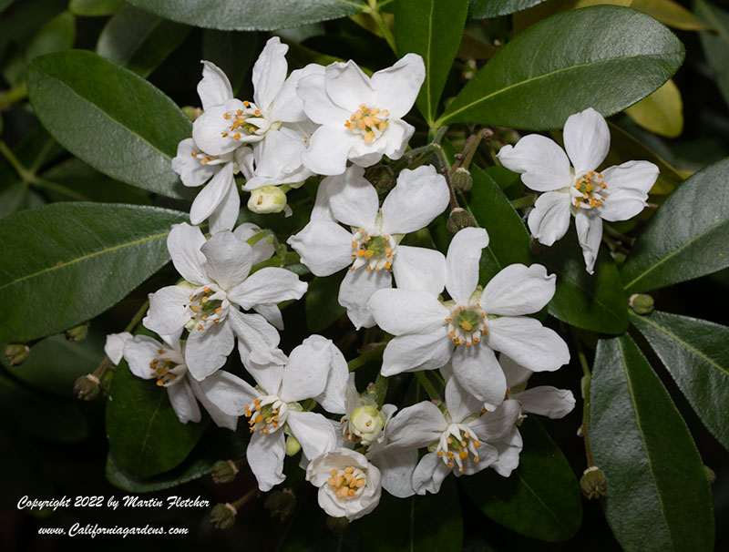 Choysia ternata, Mexican Orange Blossom