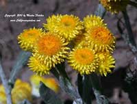 Chrysocephalum apiculatum, Common Everlasting