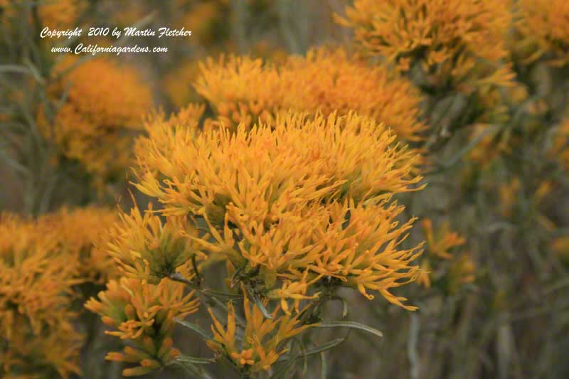 Chrysothamnus nauseosus, Rabbit Brush