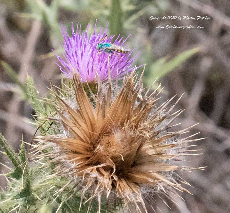 Cirsium occidentale californica, Green Metalic Bee