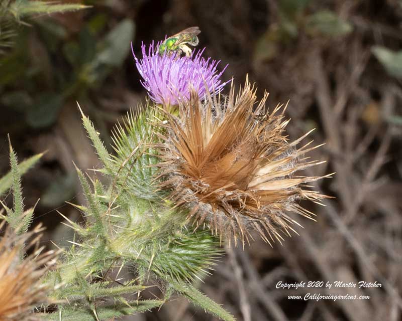 Cirsium occidentale californica, Green Metalic Bee