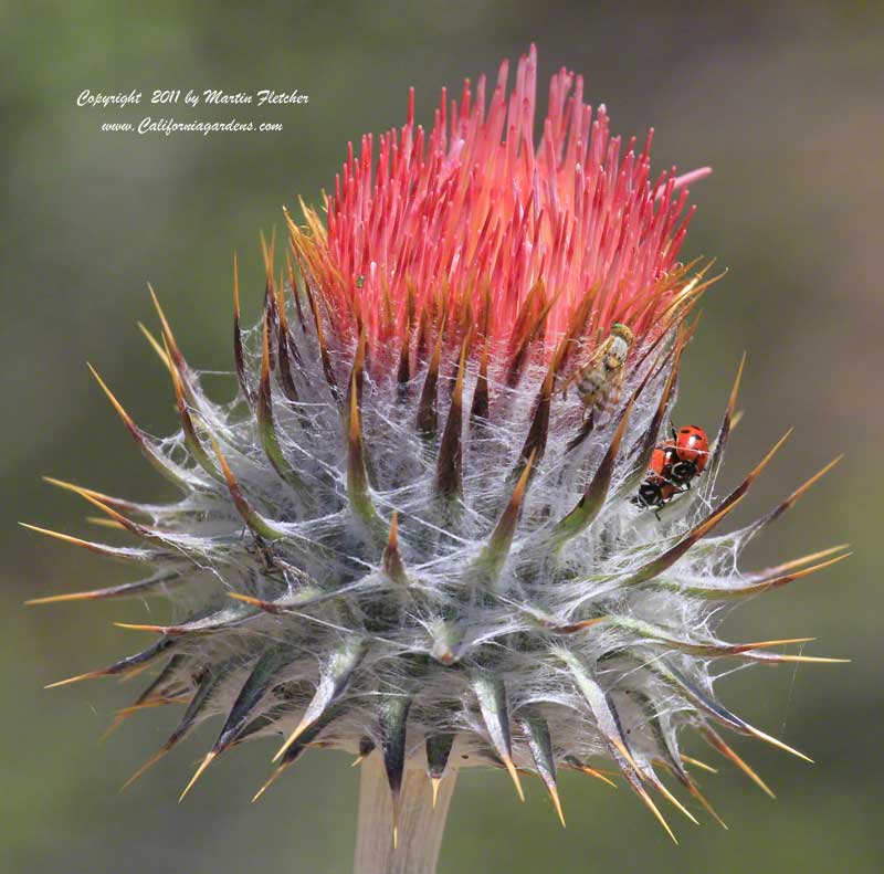 Cirsium occidentale, Cobwebby Thistle