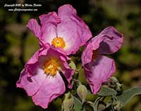 Cistus Grayswood Pink, Grayswood Pink Rockrose