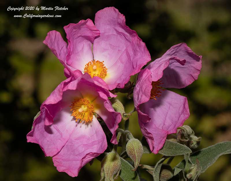 Cistus Grayswood Pink, Grayswood Pink Rockrose