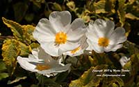 Cistus Second Honeymoon, Variegated Rockrose