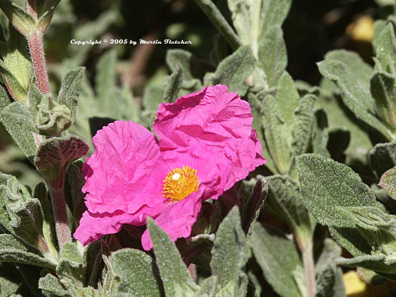 Cistus Sunset, Magenta Rockrose