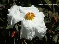 Cistus ladanifer Blanche, Blanche White Rockrose