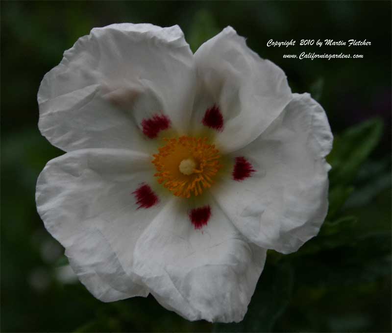 Cistus ladanifer maculatus, Brown Eyed Rockrose