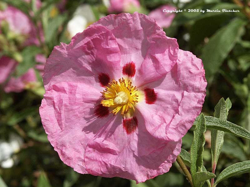 Cistus purpureus, Orchid Rockrose, Purple Rockrose