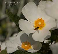 Cistus salviifolius, Sage Leaf Rockrose