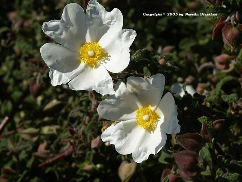 Cistus salviifolius, Sageleaf Rockrose