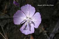 Clarkia bottae, Clarkia deflexa, Punch Bowl Gedetia, Botta's Fairy Fan