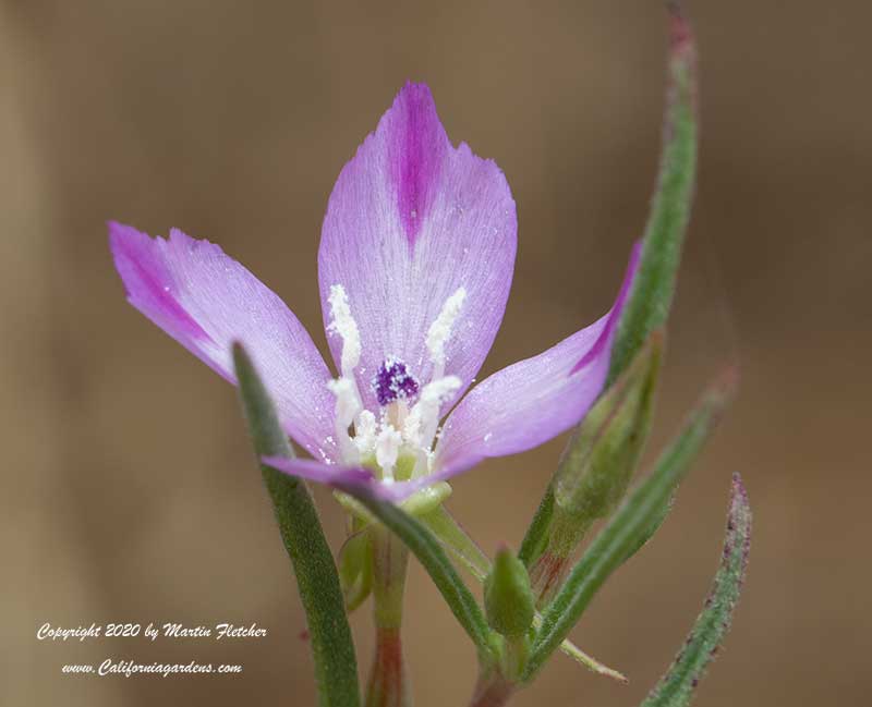 Clarkia purpurea quadrivulnera, Four Spot Fairwell to Spring