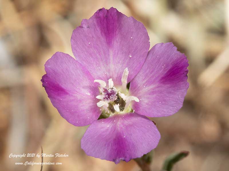 Clarkia purpurea quadrivulnera, Four Spot Fairwell to Spring