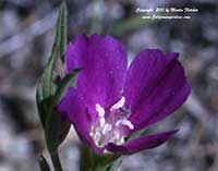Clarkia purpurea purpurea, Winecup Clarkia