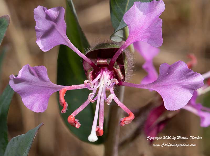 Clarkia unguiculata, Woodland Clarkia, Elegant Clarkia