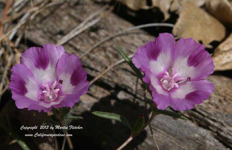 Clarkia williamsonii, Fort Miller Clarkia