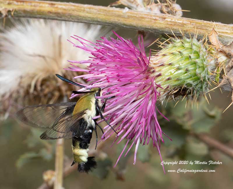 Clear Winged Moth, Cirsium occidentale, Cobwebby Thistle