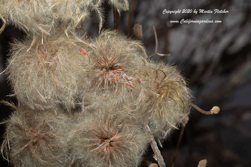 Seeds of Clematis lasiantha, Pipestems, Chapparal Clematis