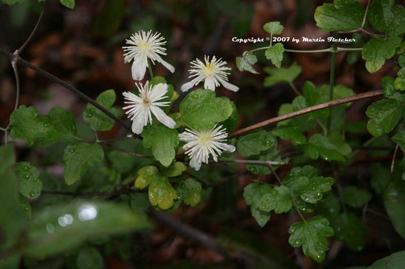 Clematis lasiantha, Pipestems, Chapparal Clematis