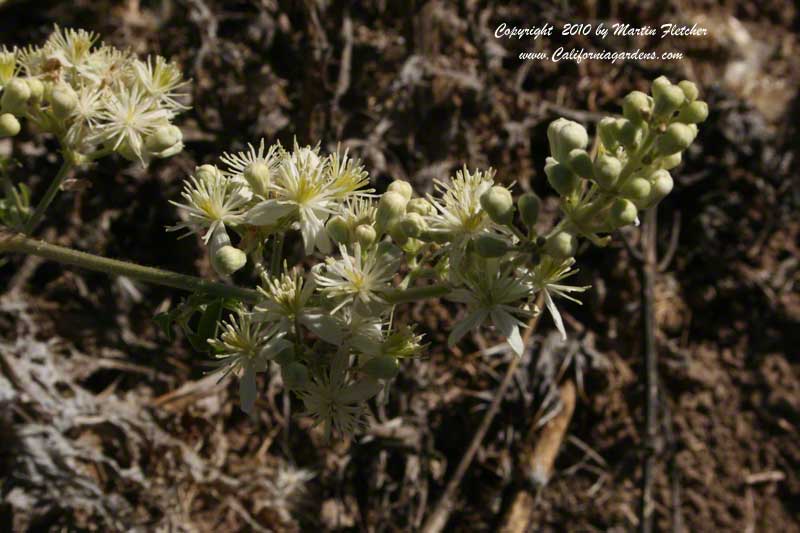 Clematis ligusticifolia, 