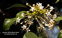 Clerodendrum floribundum, Lolly Bush