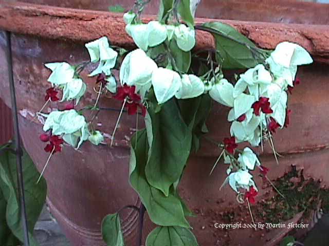 Clerodendrum thomsoniae, Bleeding Heart Vine