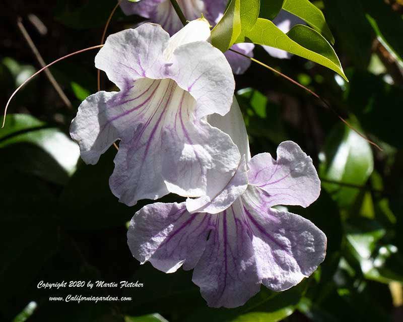 Clytostoma callistegioides, Lavender Trumpet Vine