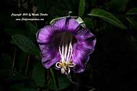 Cobaea scandens, Cup and Saucer Vine