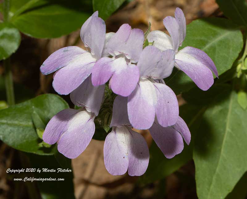 Collinsia heterophylla, Chinese Houses