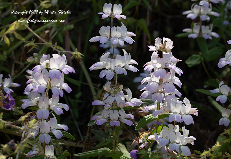 Collinsia heterophylla, Chinese Houses