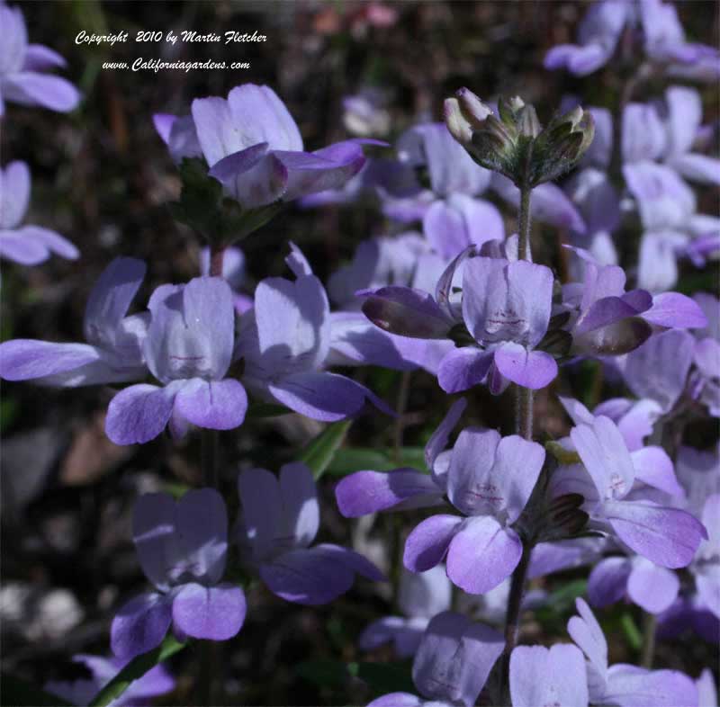 Collinsia heterophylla, Chinese Houses