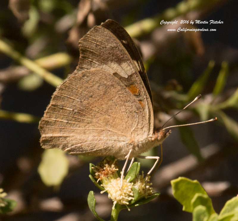 Common Buckeye, Junonia coenia