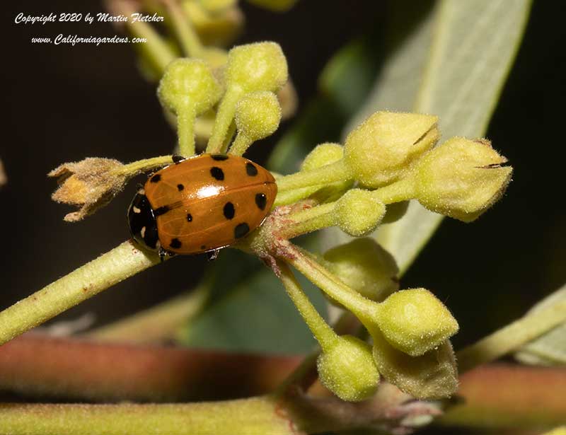 Rhamnus californica, Convergent Lady Beetle