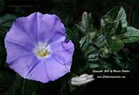 Convolvulus sabatius, Ground Morning Glory