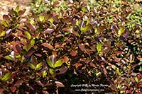 Coprosma County Park Red, County Park Red Mirror Plant