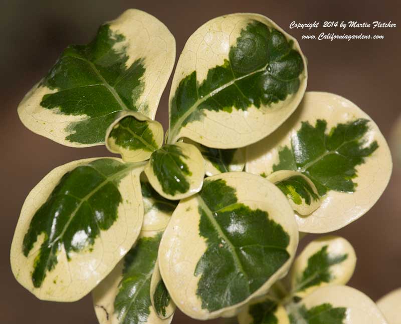 Coprosma Marble Queen, Mirror Plant