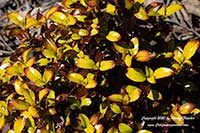 Coprosma Pina Colada, Pina Colada Mirror Plant