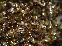 Coprosma Roy's Red, Roy's Red Mirror Bush