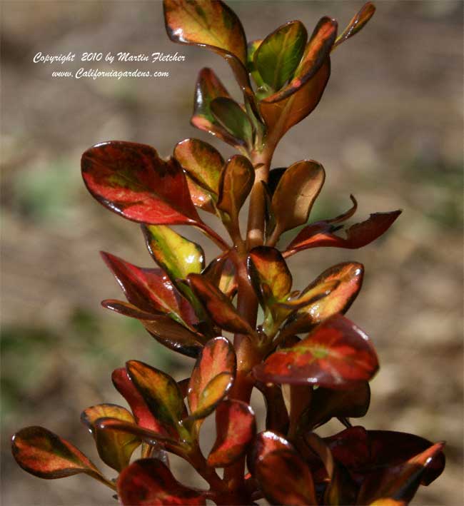 Coprosma Rainbow Surprise, Mirror Plant